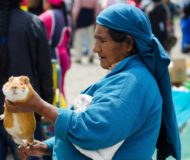 Otavalo cavia local