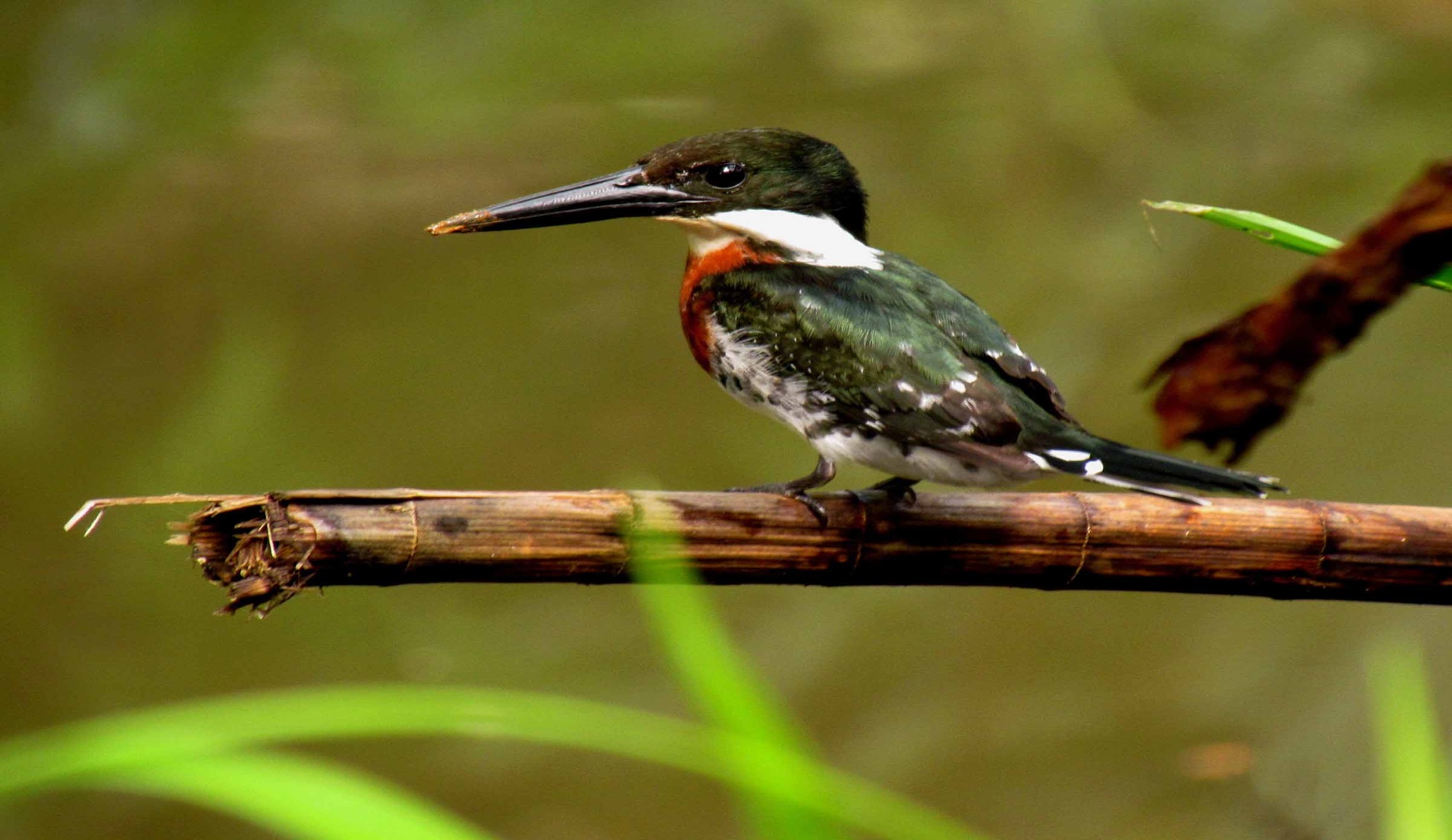 Panama bocas del toro Green kingfisher