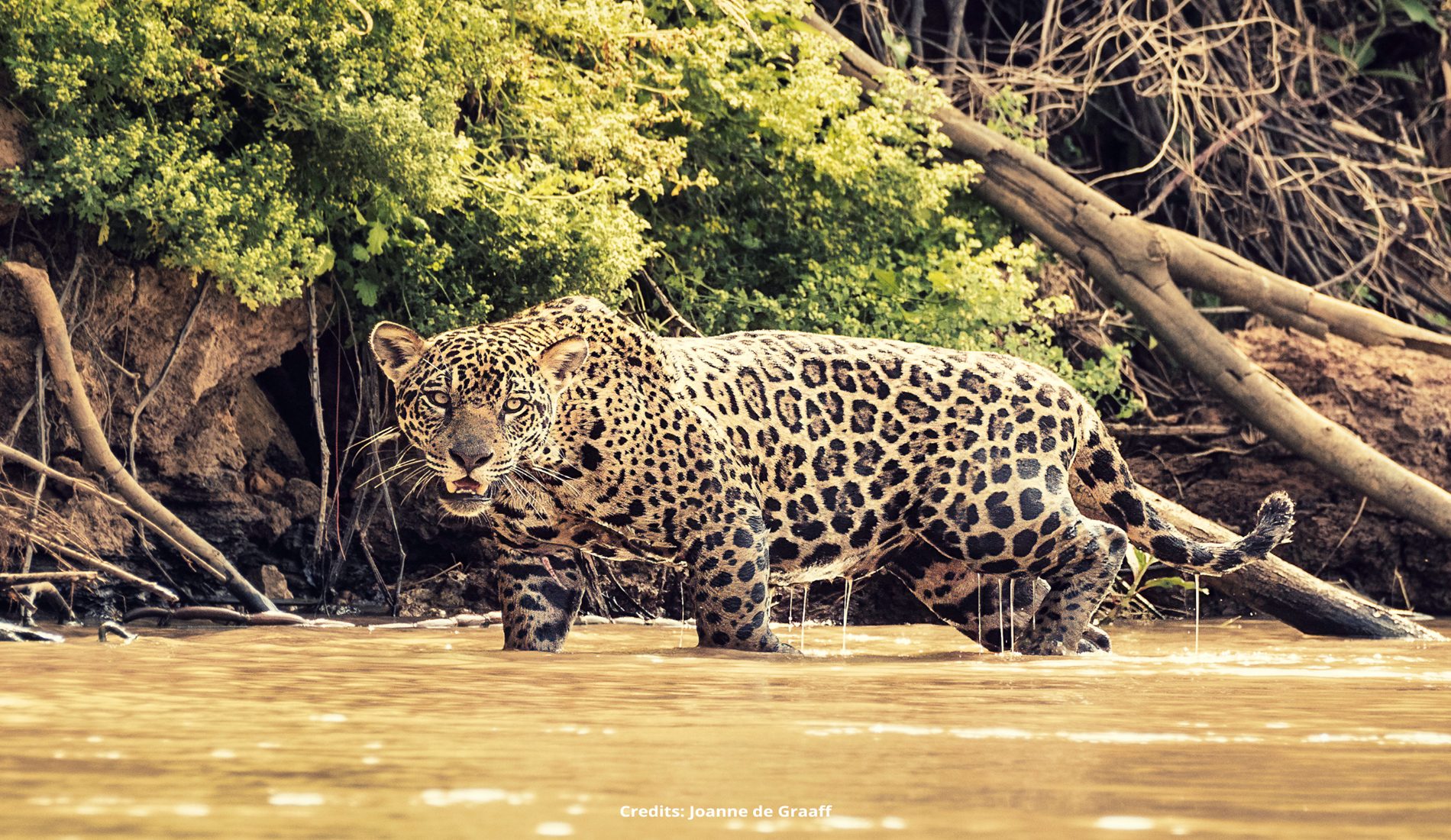 Pantanal Jaguar