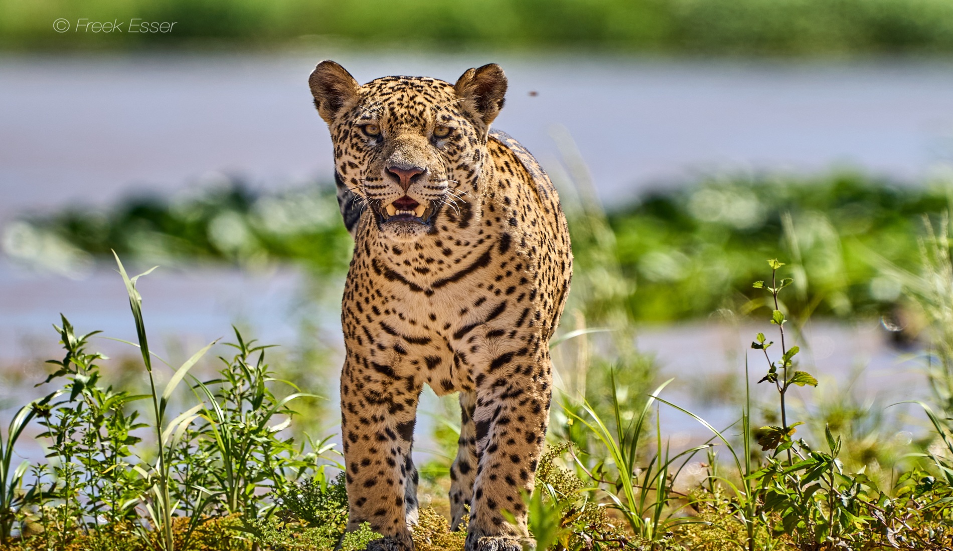Pantanal Jaguar