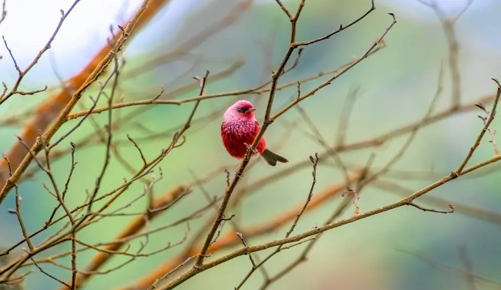 Pink headed Warbler vogelreis guatemala