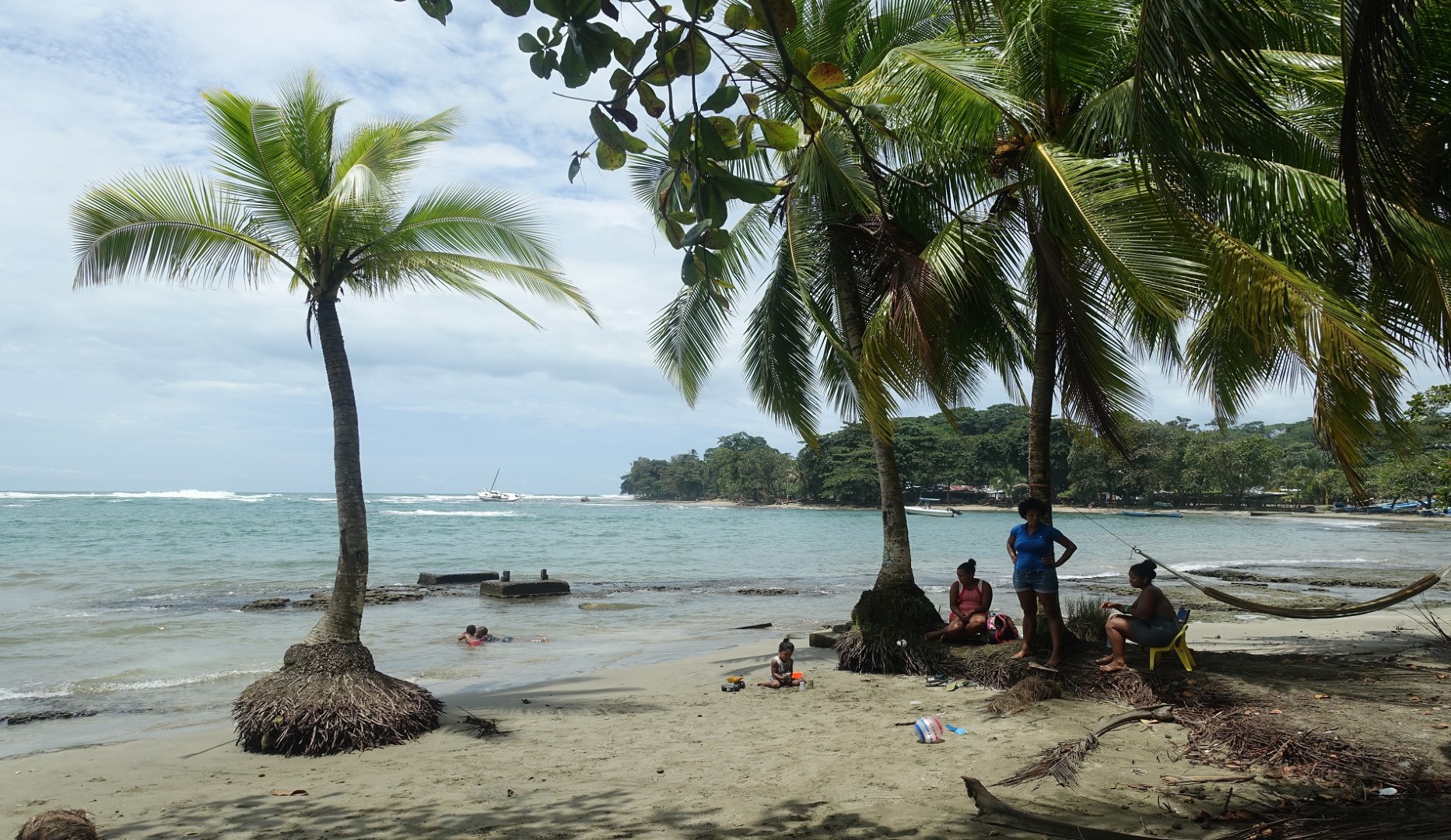 Puerto Viejo palm