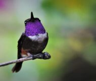 Purple-Throated Woodstart