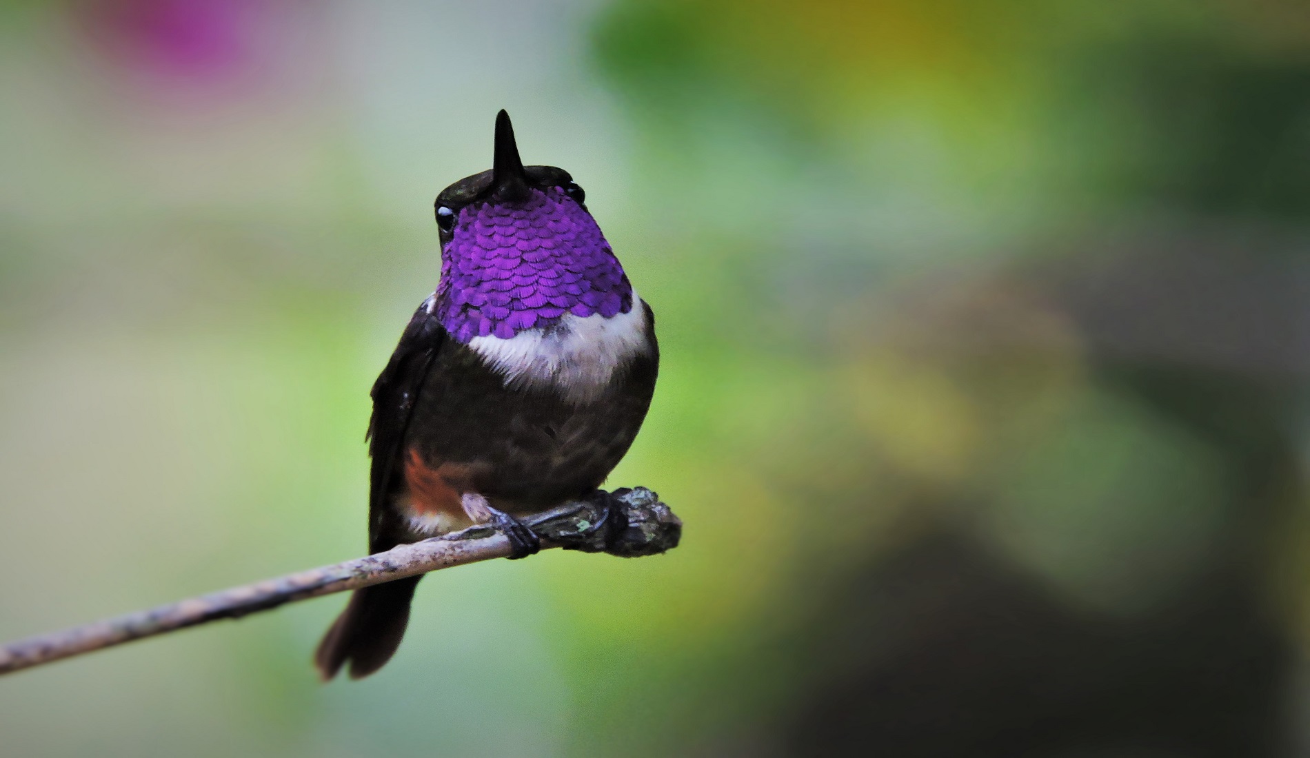 Purple-throated Woodstart - Montezuma Road