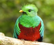 Quetzal