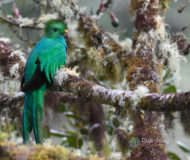 Quetzal