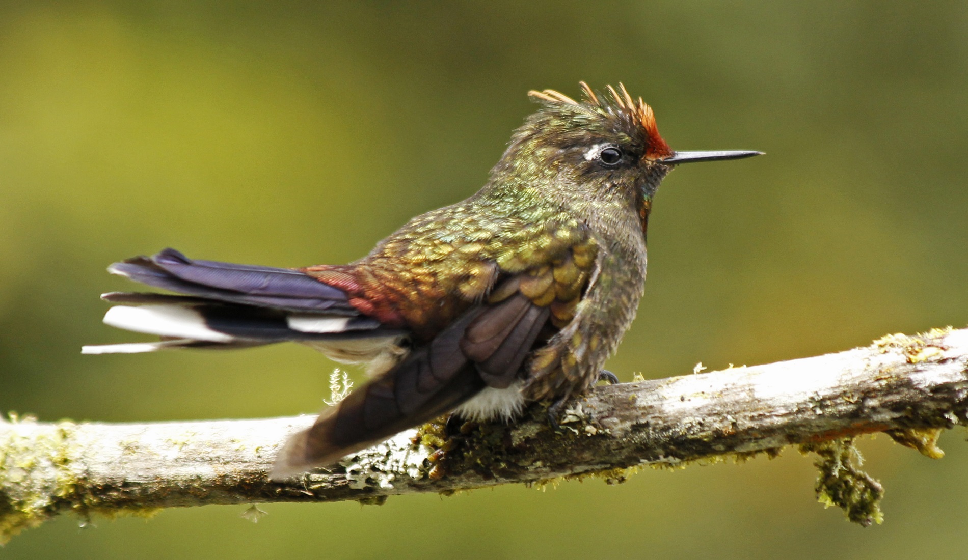 Rainbow bearded Thornbill vogelreis colombia