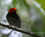 Red-capped manakin