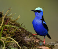 Red-legged honeycreeper