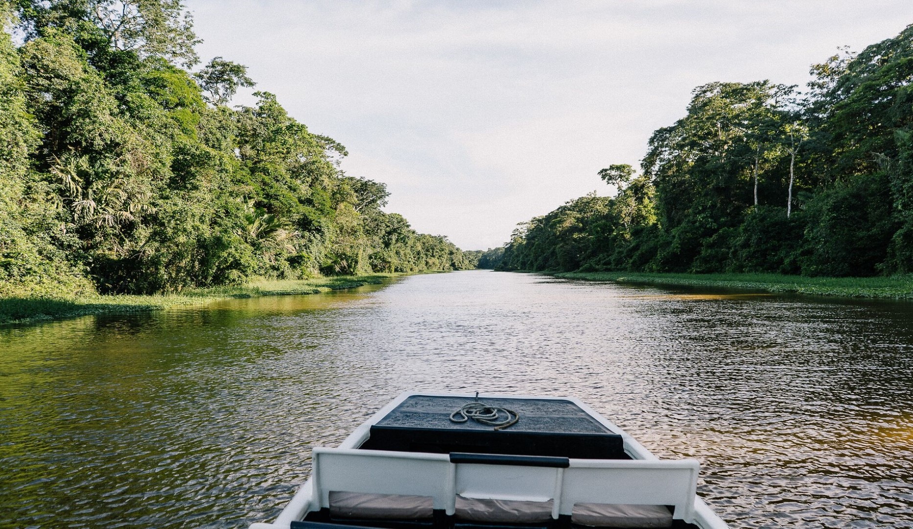 Regenwoud tortuguero