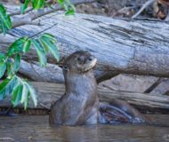 Reuzenotter