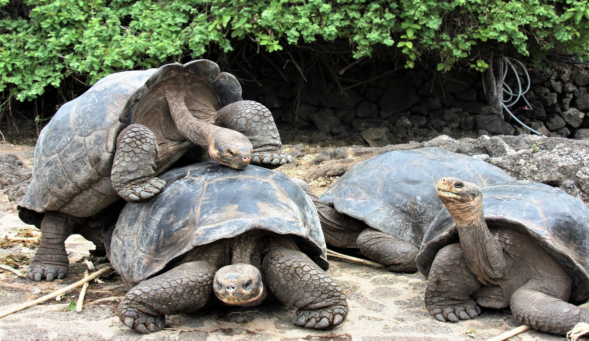 Reuzenschildpadden Galapagos