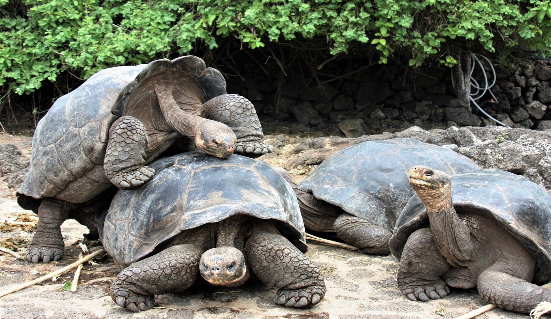 Reuzenschildpadden Galapagos 1