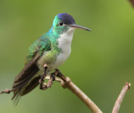 Andean Emerald Kolibrie