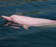 Roze Dolfijn