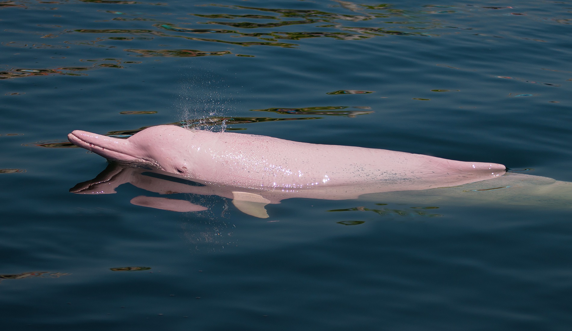 Roze dolfijn colombia