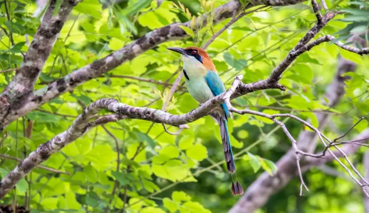 Russet crowned Motmot