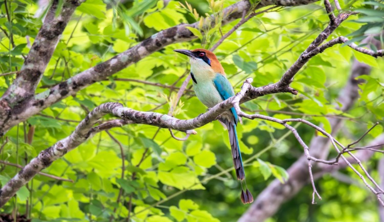Russet crowned Motmot