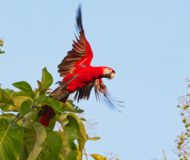 Scarlet macaw