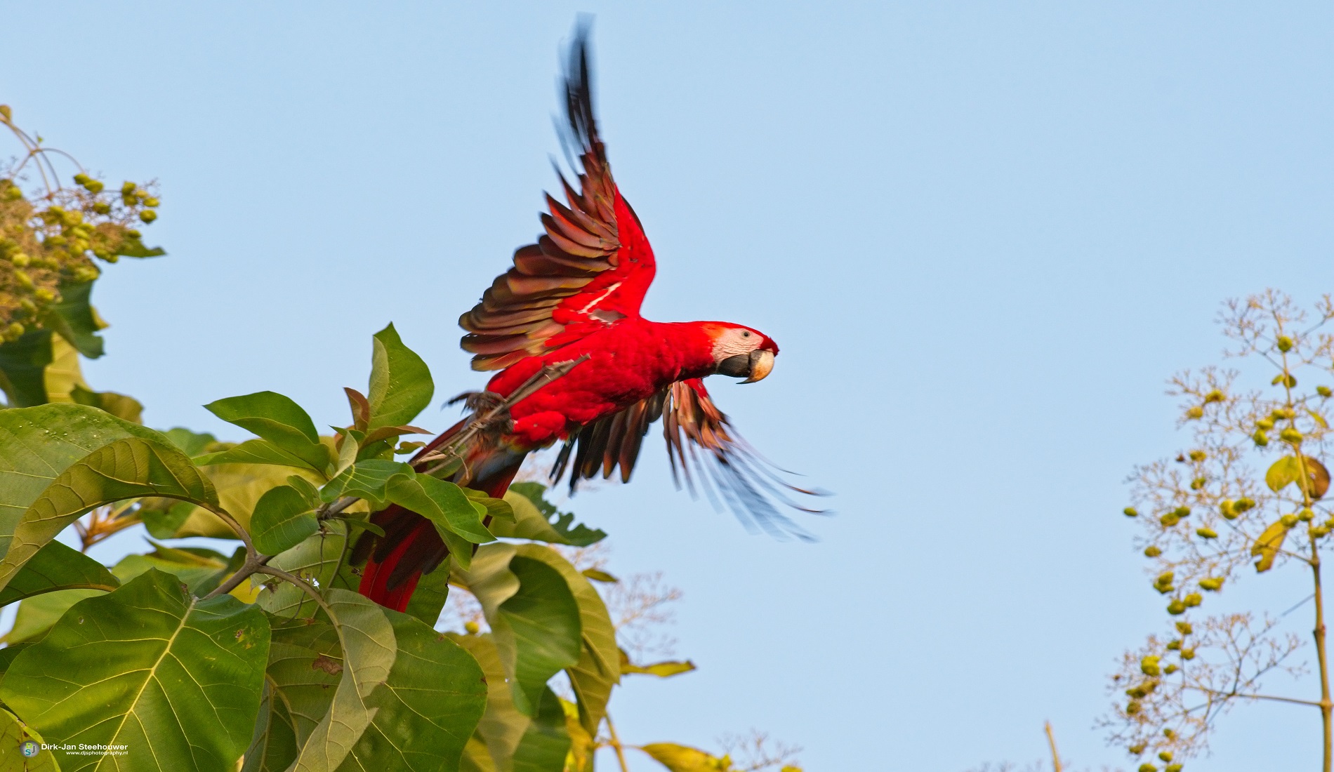 Scarlet Macaw vogelreis costa rica