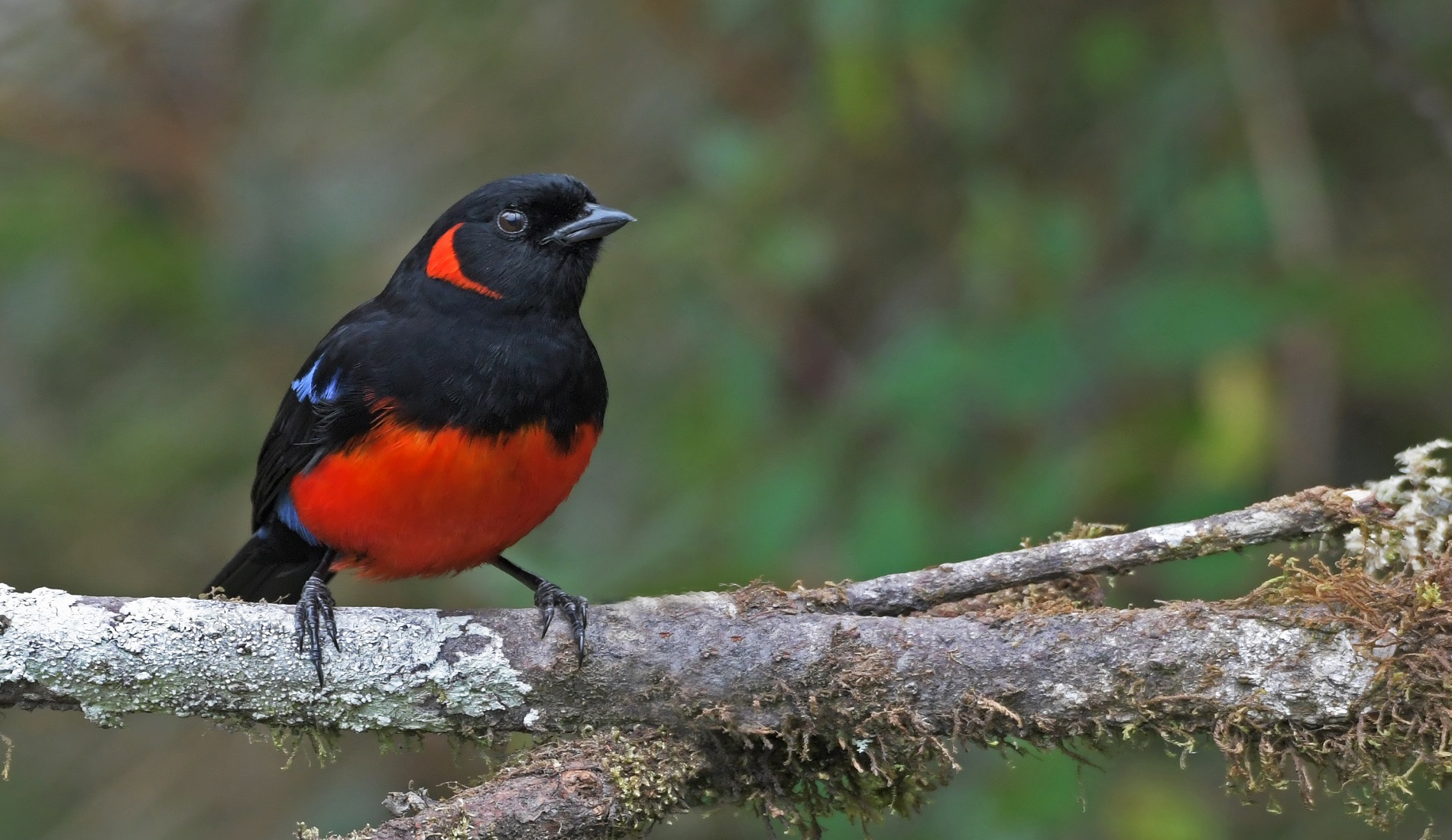 Scarlet bellied Mountain Tanager