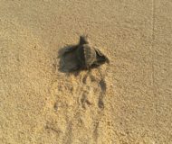 Puerto Escondido schildpad