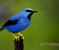 Shining honeycreeper