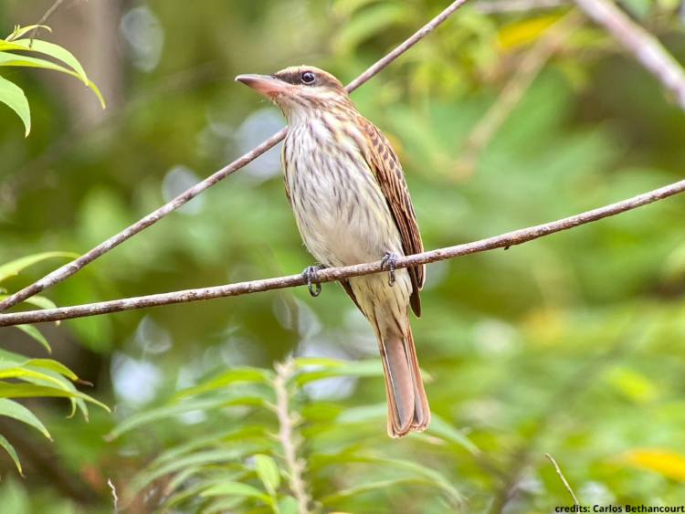 Streaked Flycatcher