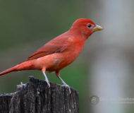 Summer tanager