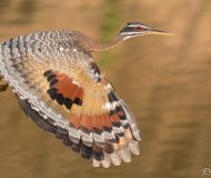 Sunbittern Pantanal