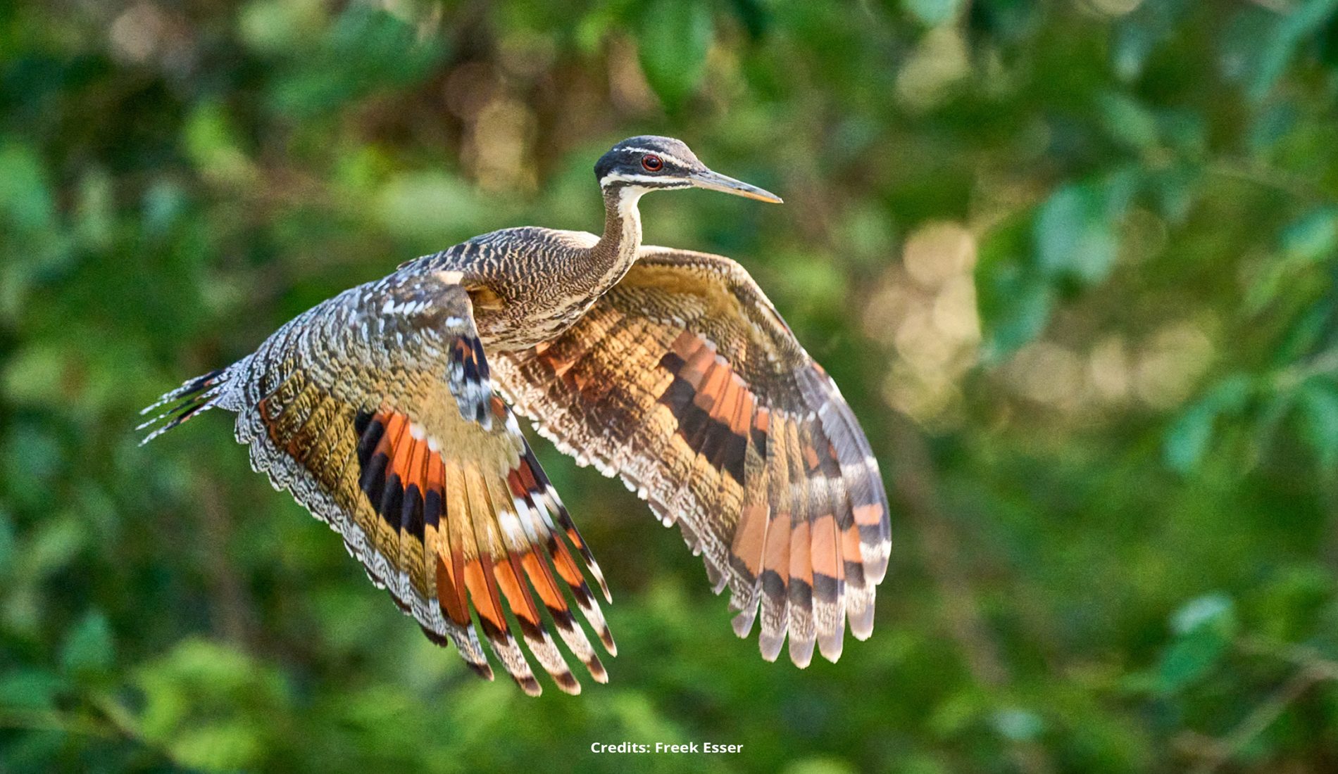 Sunbittern Pantanal