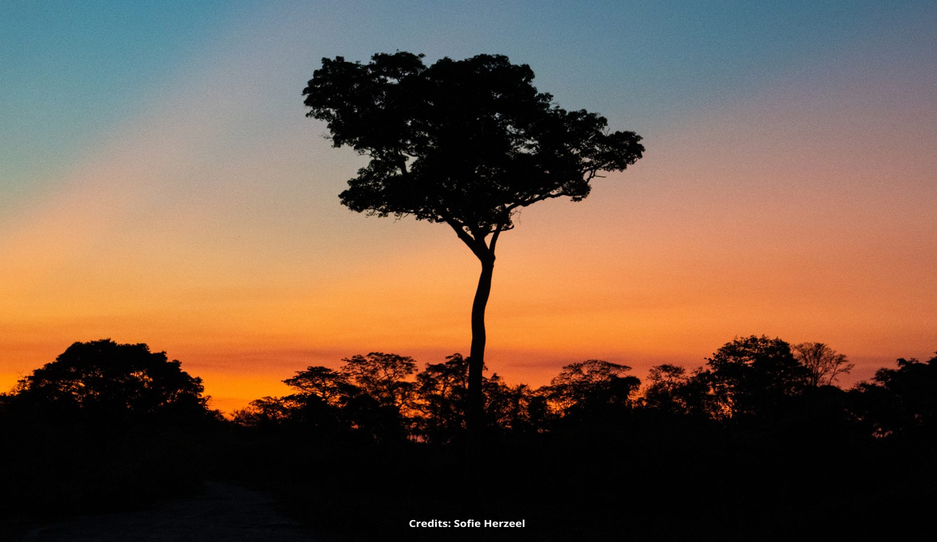 Sunset Pantanal