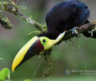 Swainsons toucan