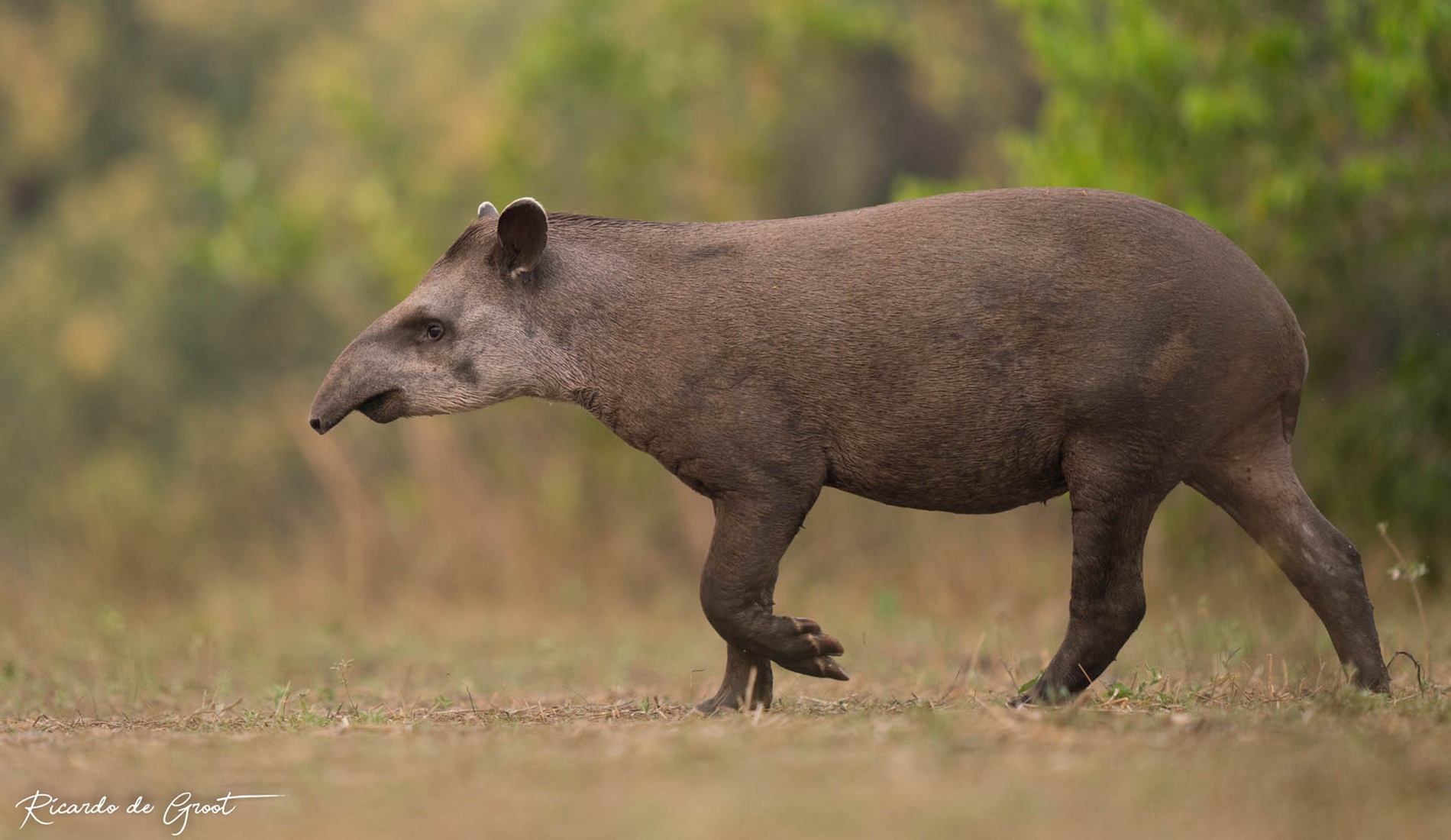 Tapir