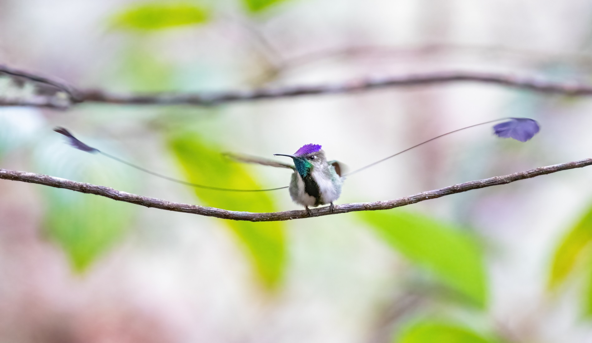 The Marvelous Spatuletail