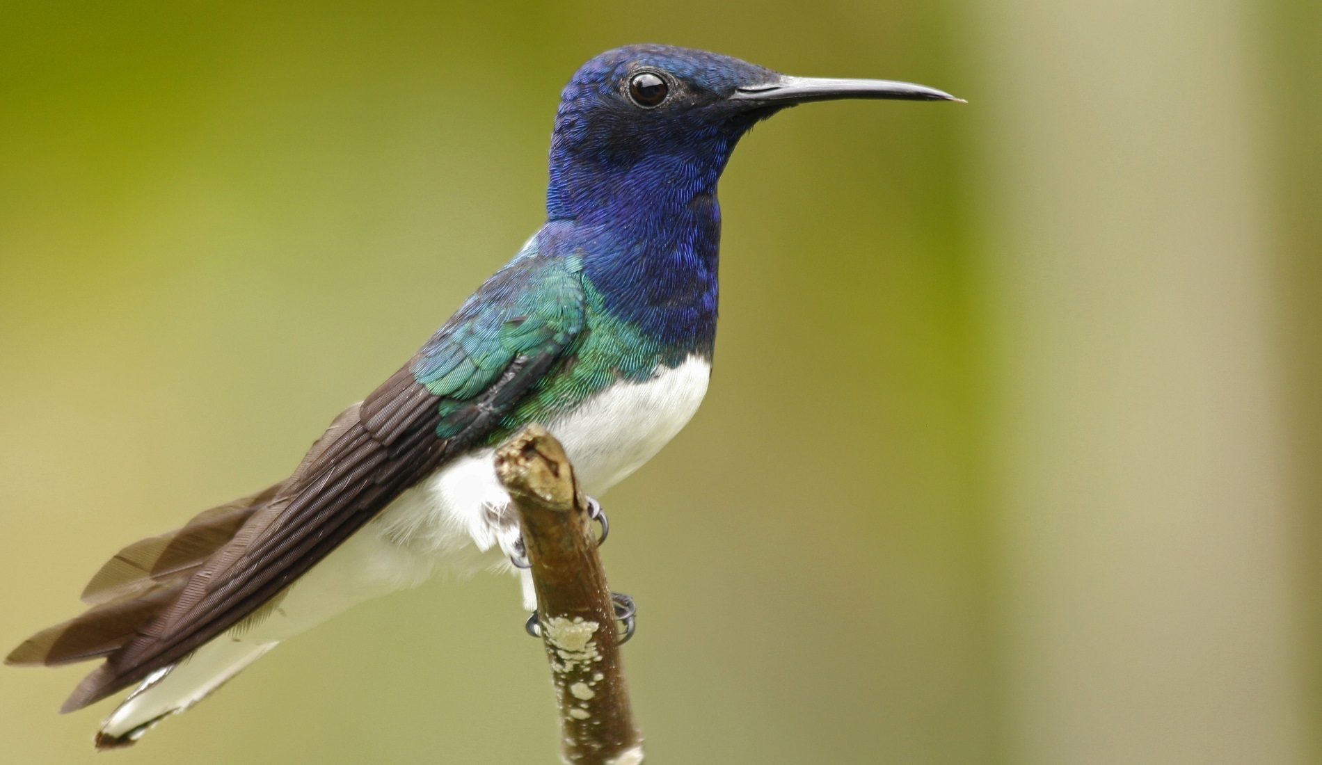 Tinamu White-necked Jacobin