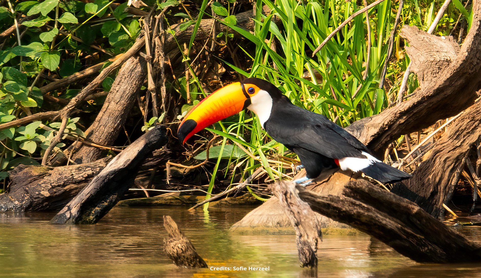 Toekan Pantanal
