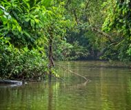 Tortuguero
