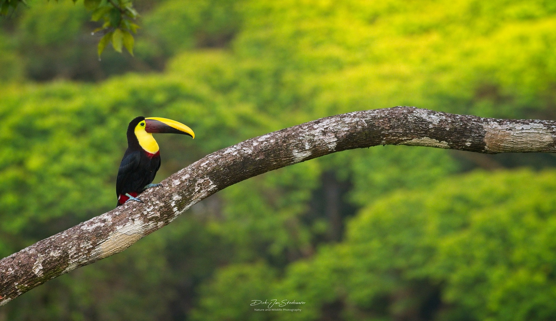 Toucan