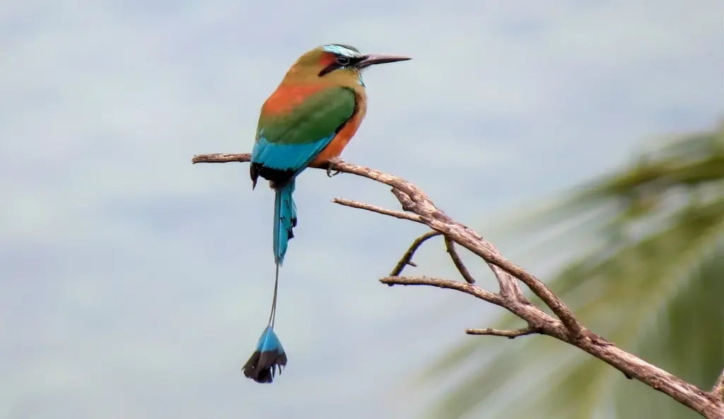 Turquoise browed Motmot vogelreis guatemala