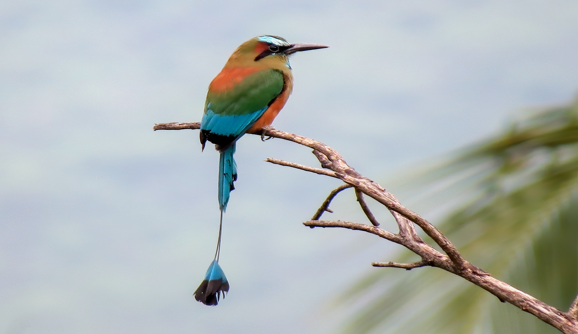 Turquoise-browed Motmot vogelreis guatemala