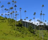 Valle de Cocora