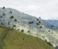 Valle de Cocora