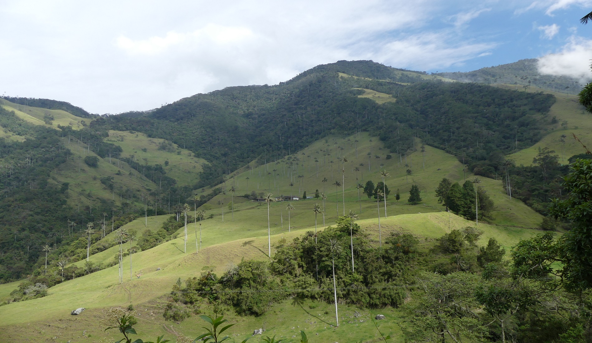 Valle de Cocora ervaring colombia