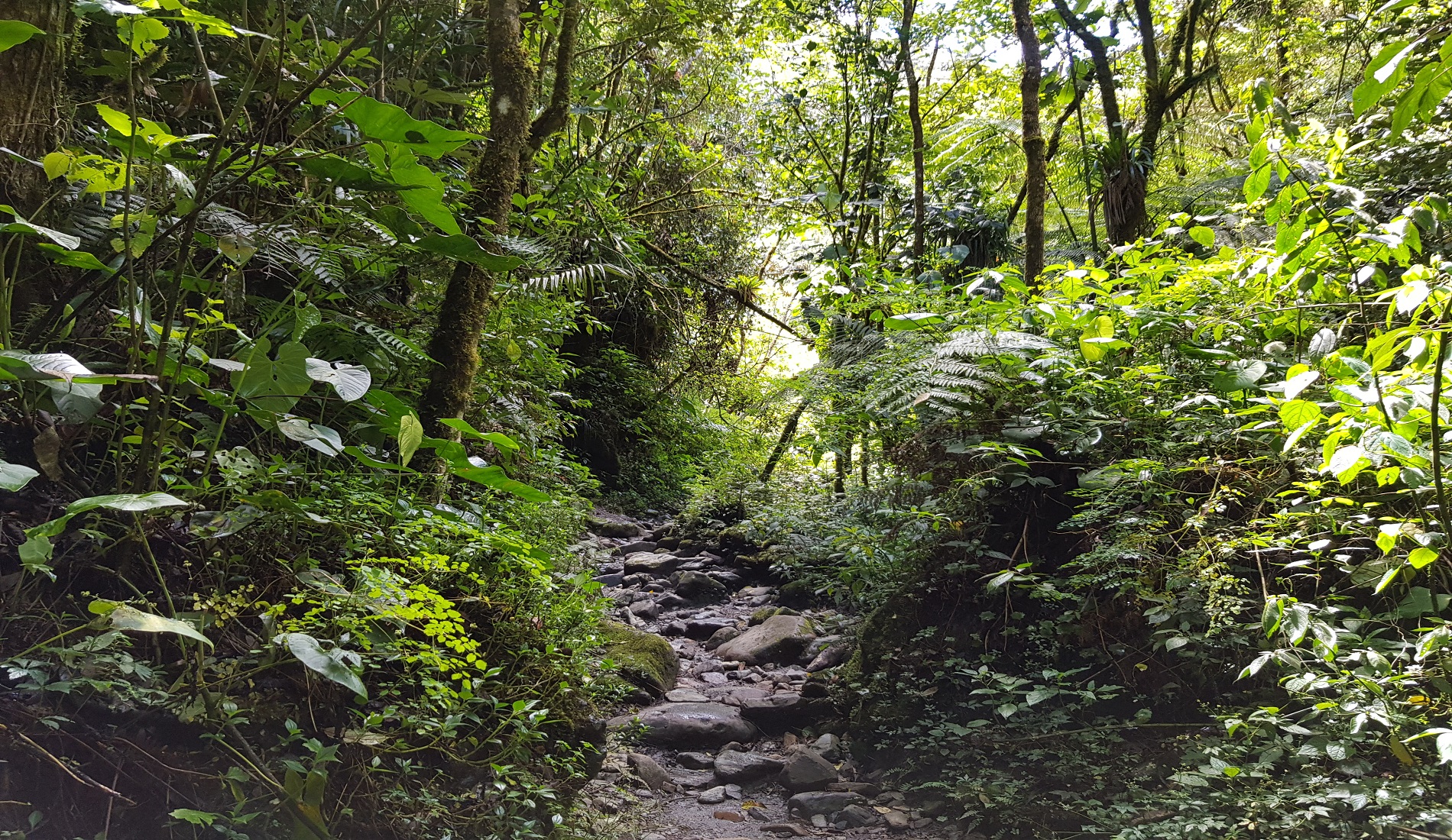Valle de Cocora jungle
