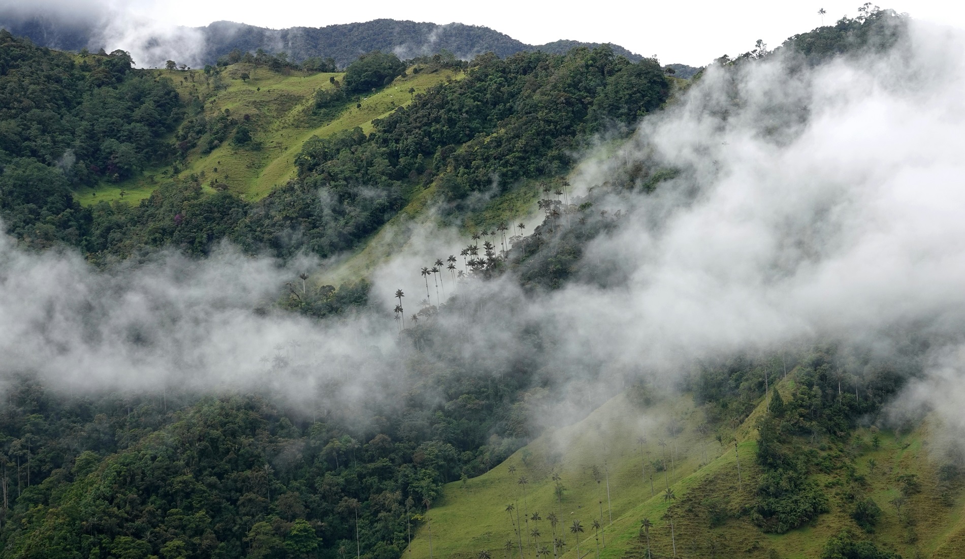 Valle de Cocora luxe reis colombia 2