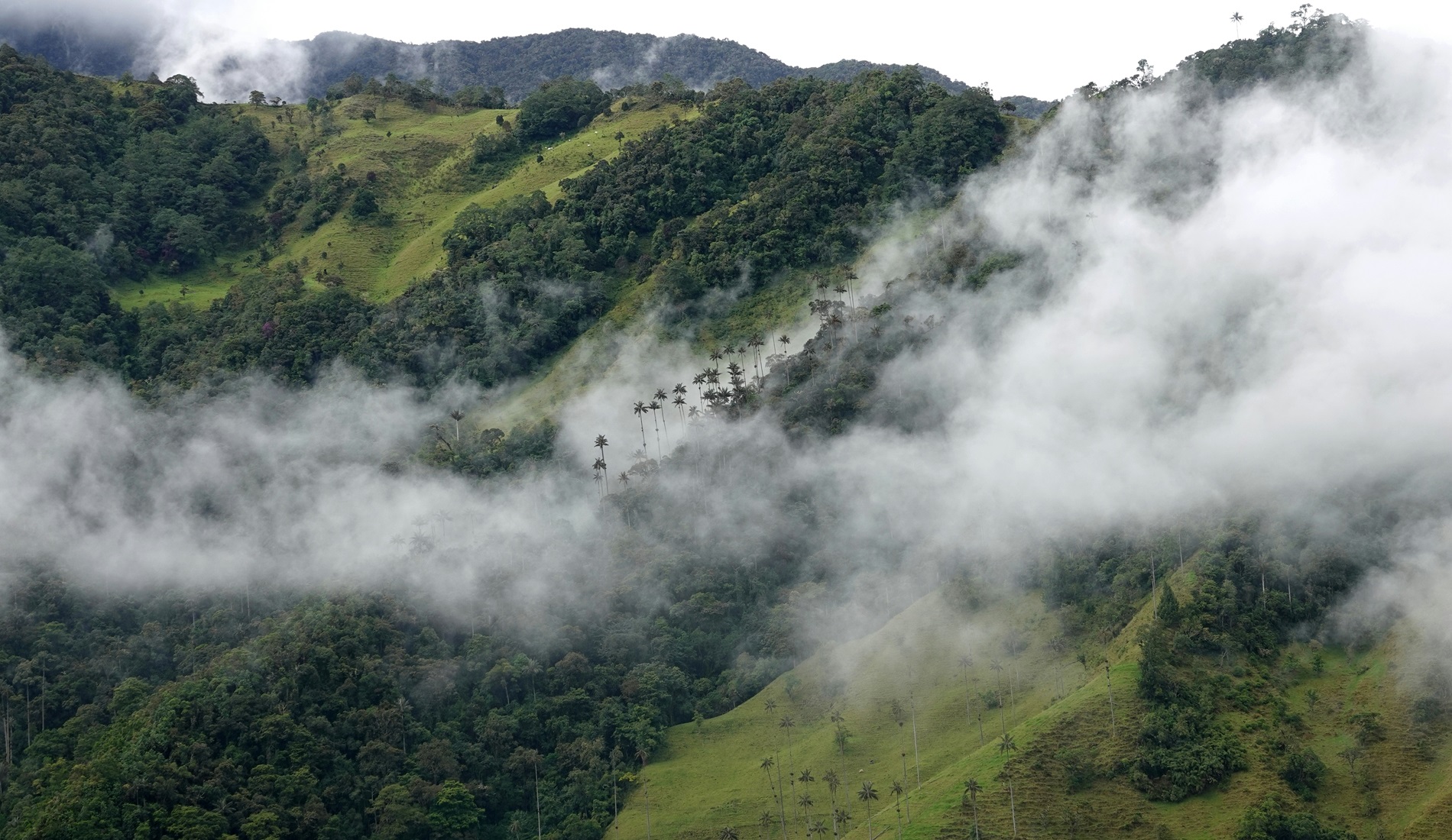 Valle de Cocora luxe reis colombia