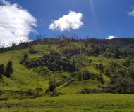 Valle de Cocora