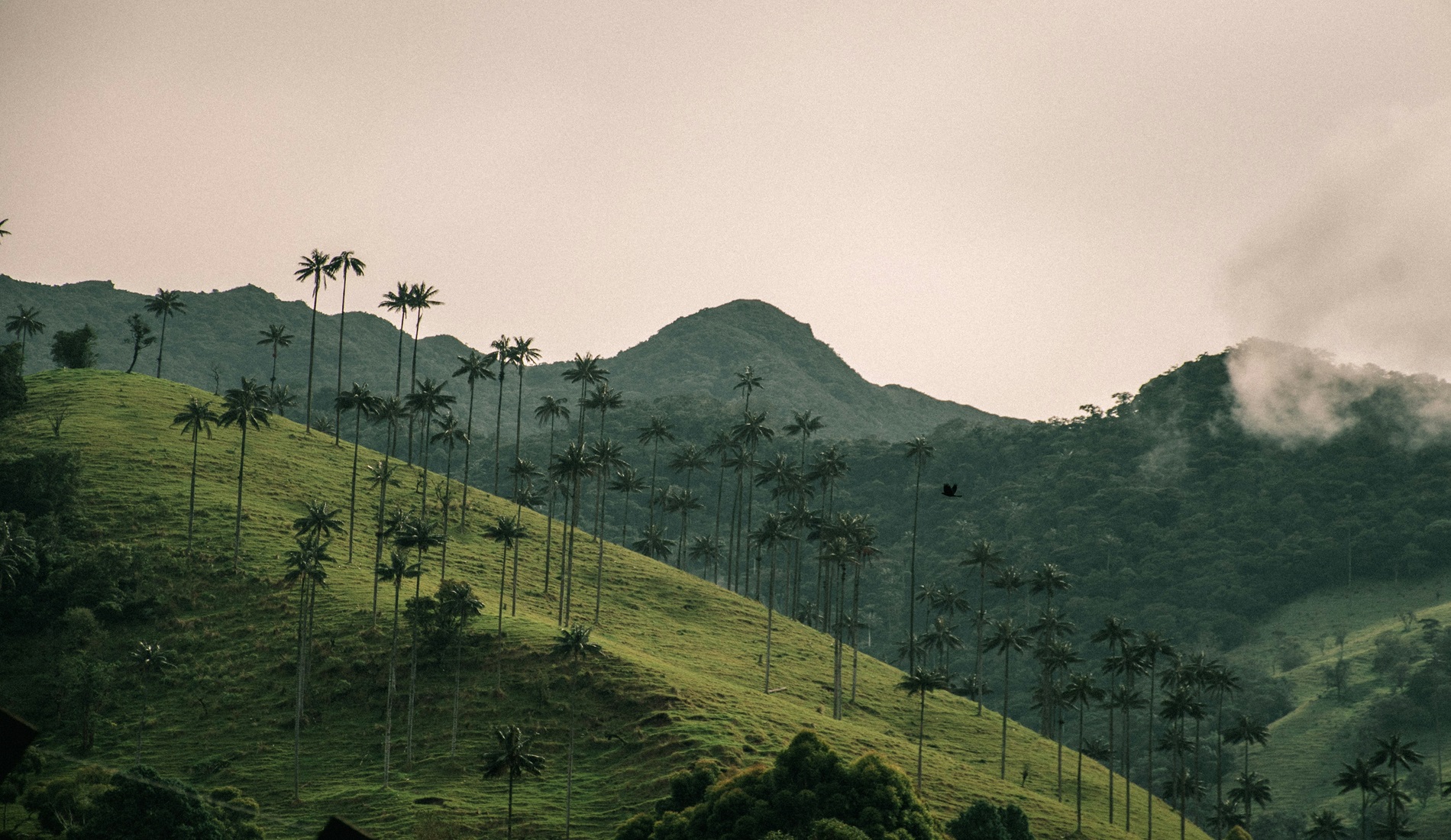 Valle de cocora colombia salento