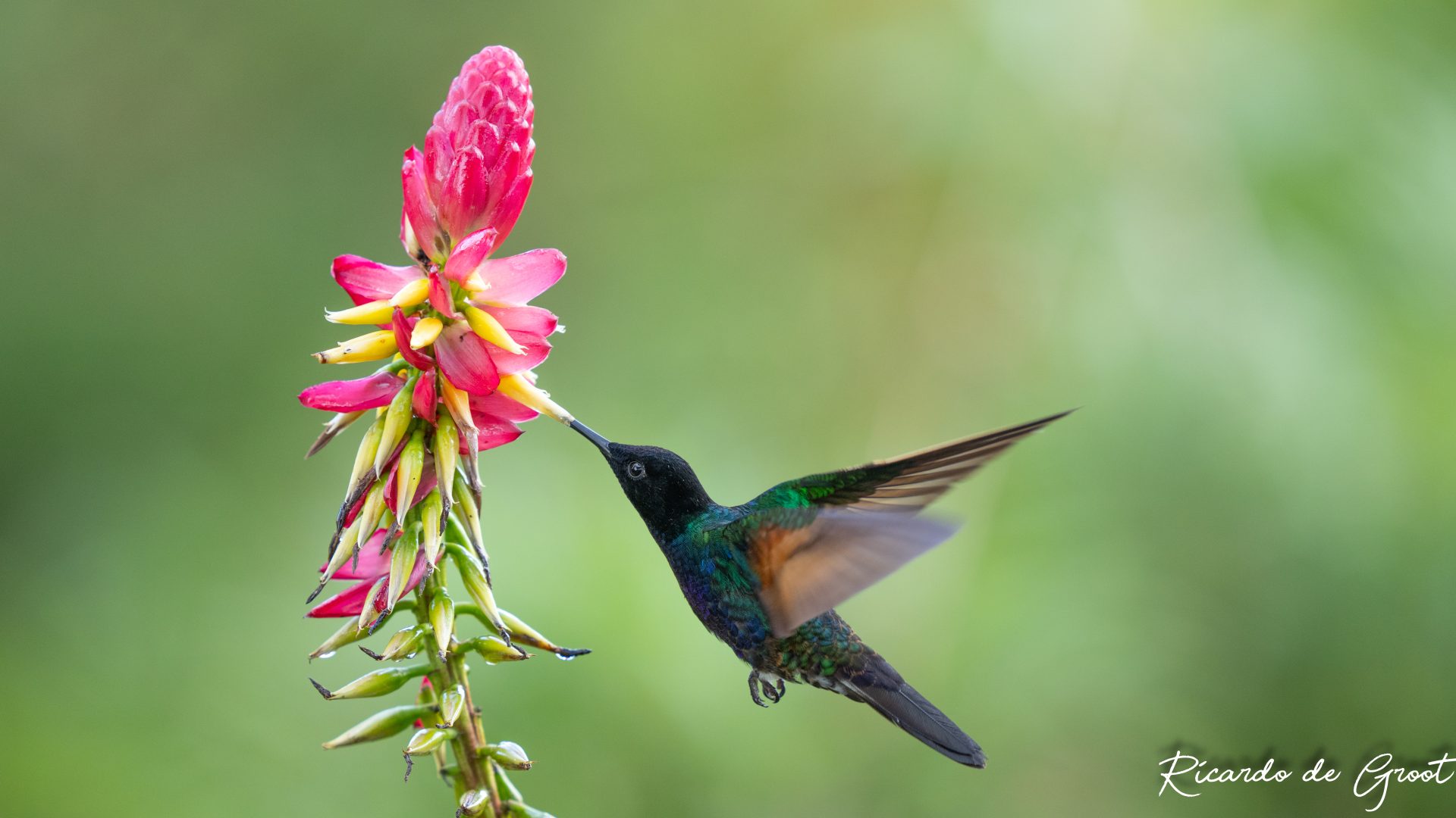 Velvet purple coronet Montezuma